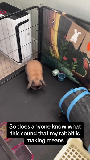 Understanding Rabbit Sounds: What Do They Mean?