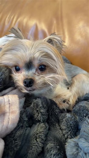 Cute lil babies !! #yorkie #dogsoftiktok #dogs #yes #cute