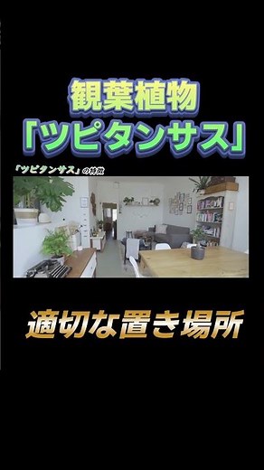 【ツピタンサスの適切な置き場所とは？】#shorts #観葉植物 #ツピタンサス #花屋 #育て方 #インテリア #初心者