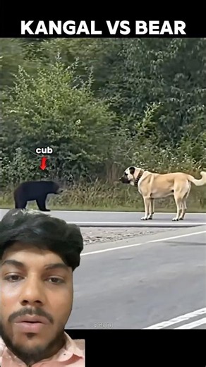 Kangal Dog Chases Bear Cub... Then Mama Bear Arrives! 😱🐻 #shorts