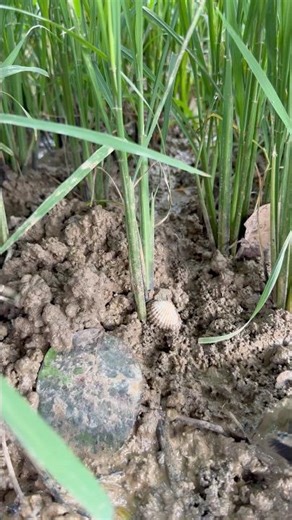 AMAZING PEARLS IN CLAM FOUND #clam #pearls #crystals #oysters #shorts