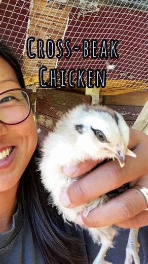 Colorful Egg Laying Chicks from Meyer Hatchery