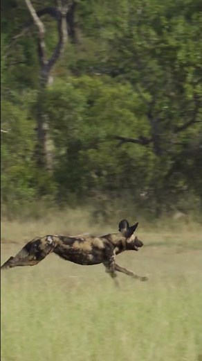 WILD DOGS vs IMPALA: The Ultimate African Bushveld Chase #wildlife
