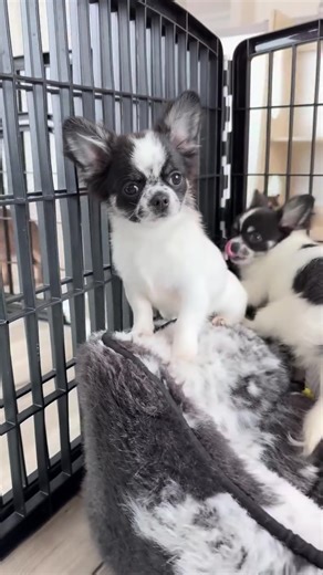 Tiny but full of personality 🐾💖 Meet this sweet little chihuahua looking for the perfect home!” #Chihuahua #ChihuahuaPuppy #PuppyLove #PuppyForAdoption #FurryFriends