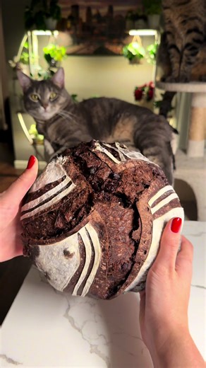 Chocolate Sourdough Bread 🍫 450 g bread flour 7 g salt 45 g sugar (I use brown sugar) 45 g cocoa powder (I use Dutch-processed) 1 tsp cinnamon 90 g ripe active sourdough starter 360 g water 120 g chocolate chips In a bowl, mix the flour, sugar, cocoa powder, and cinnamon. Add room-temperature water and the active sourdough starter, then knead the dough for about 5 minutes. Shape the dough into a ball, place it in a bowl, and cover with plastic wrap or a damp towel. Let the dough rest for 1.5 ho