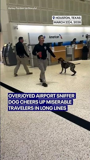 Overjoyed airport sniffer dog cheers up miserable travelers in long lines