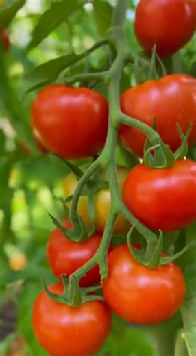 Milk + baking soda → stronger plants guaranteed