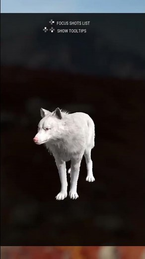 Very Rare! | Albino Wolf! | theHunter : call of the wild