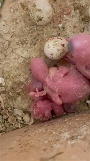 New born Baby Parakeets. 5 days to 2 weeks