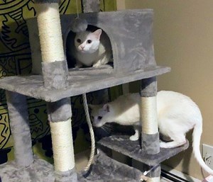 Yaheetech 59-Inch Multi-Level Cat Tree Condo Review