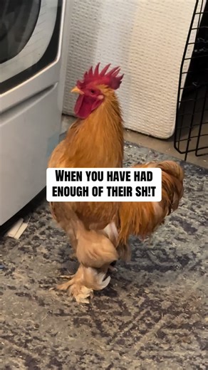 Understanding Fluff's Message Behind the Humor