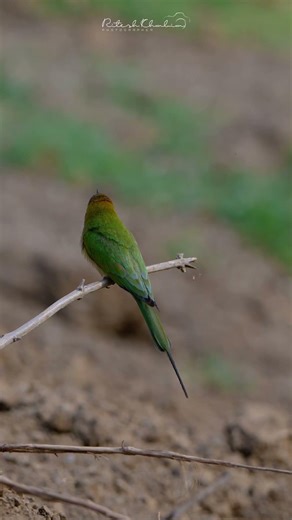 🌿 Watch the Agile Asian Green Bee-Eater in Action! 🐛