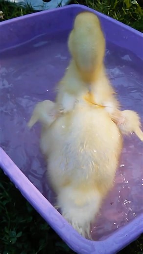 Adorable Duckling Flapping Wings - Then And Now!