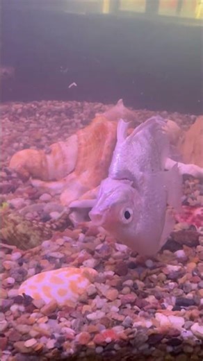 Angel fish keeping biggest Problem | Angel fish Marne wali hai #youtubeshorts #fishing