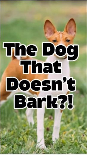 DOGS THAT DOESN'T BARK #pets #animals #dogs