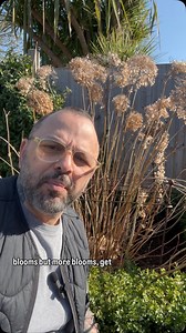 Pruning Hydrangea ‘Annabelle’ in March helps prepare the plant for spring. I personally think there are two ways to do this: 1. Pruning hard for bigger blooms. 2. Pruning to about 30–40 cm for more but smaller blooms. I’ve been waiting a long time to do this! This pruning method is for Hydrangea Annabelle only not for mop head Hydrangeas . Feel free to ask me anything. #gardenerslife #gardenersworld #instagardeners #gardenersofinstagram #gardeners #nature #gardenlove #gardens #gardeninspiration 