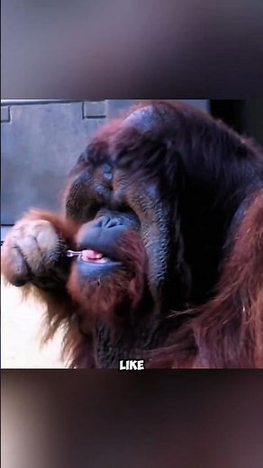 Orangutans Are Smarter Than You Think