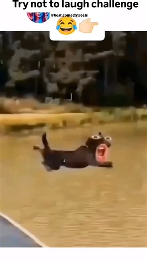 Best Comedy Reels on Instagram: "TRY NOT TO LAUGH CHALLENGE 😂 Follow for more @best.comedy.reels ⬅️ #memes #funny #humor #viral #viralvideos"