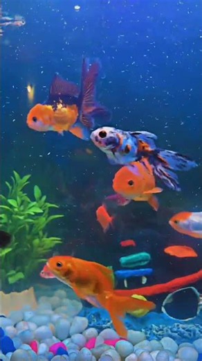 Most Beautiful Colorful Fish in the Ocean 🐠✨ #fish #ocean #wildlife