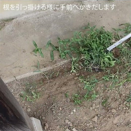 根こそぎ草寄せレーキ #shorts #除草