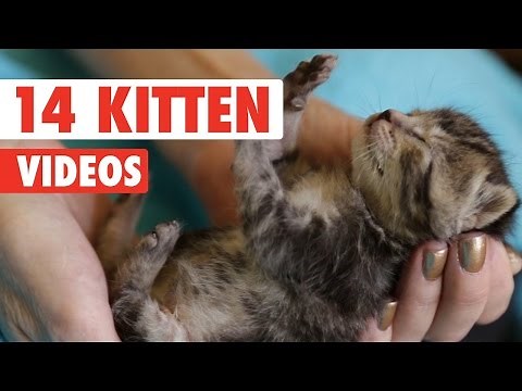 14 Kitten Videos Compilation 2016