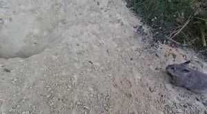 1M views · 37K reactions | Happy little Apricot on her humongous burrow  Her burrow is over 6 metres deep and at least 40 metres long  Wombats are the largest burrowing mammal in the world and their burrows can be seen from space! Cute and incredibly clever! 殺 | Wombat Awareness Organisation | Facebook