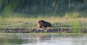 Ağrı Dağı eteklerinde yaşayan su maymununun beslenme anı kamerada