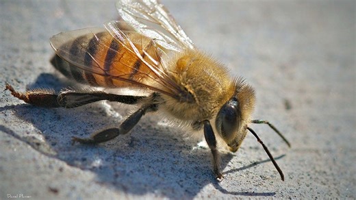 Killer bees spread across the US
