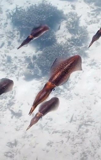 The giant pacific octopus