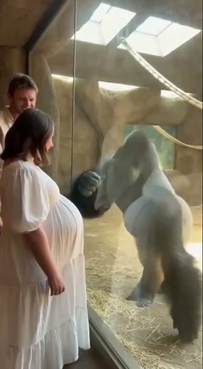 He Sensed the Baby... And Made Her Cry. 🥺😭✨ #shorts #gorilla #pregnant #emotional