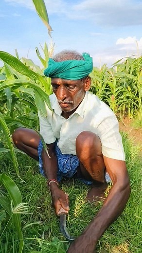 Sathiyaraj on Instagram: "நாட்டு எல்லை மாதிரி.  #tamil#appa#fun#comedy#lifestyle#lifestyleblogger#viral#trending#trend#song#instaviral#love#reels#reelsinstagram#instaviral#farmerlife#farmer#villagelife#villager#agriculture"