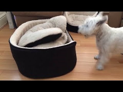West Highland Terriers engage in hilarious game of peek-a-boo