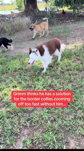 Grimm has an idea on how to get the border collies to stop zooming away from him…