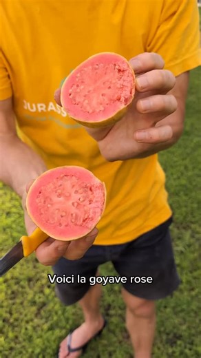 Une bouchée et tu comprends pourquoi on l’adore. 😍 La goyave rose fond dans la bouche, douce, sucrée, avec ce parfum floral qui te reste sur la langue. Un fruit simple, mais incroyablement satisfaisant. 🤩 #jurassicfruit #fruitexotique #fruittropical #desaison #produitfrais #mangersain #crusine #fruits #fruitlover #alimentationsaine #alimentationvivante #fruitfrais #vegan #fruit #fruitsetlegumesdesaison #mangerbio #produitsains | Jurassic Fruit France