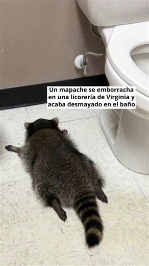 🔴Un mapache borracho fue hallado inconsciente en el baño de una tienda de licores de Ashland, Virginia, el pasado fin de semana. Autoridades del Condado de Hanover detallaron en una publicación en redes sociales que el animal irrumpió por el techo en la madrugada del 29 de noviembre, accedió a los estantes más bajos donde se almacenaban botellas de whisky y escocés, y provocó daños en estanterías y en el cielorraso del establecimiento. Tras ello, un empleado del local se lo encontró desplomado 