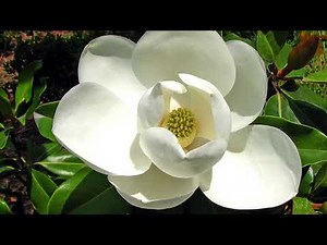 Sweet Bay Magnolia -- TN Nursery