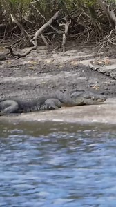 1.2M views · 8.7K reactions | Giant Croc Caution | Back 2 Basics Adventures | Facebook