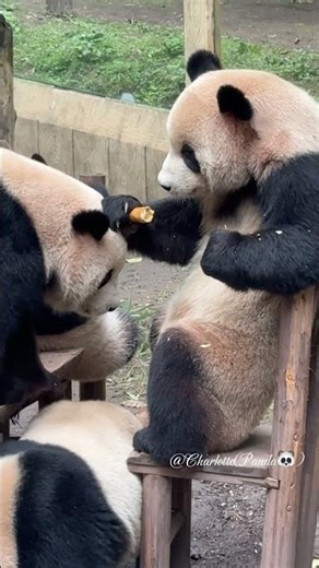 Cute Panda Sitting and Eating – Adorable Panda Mealtime 🐼💛