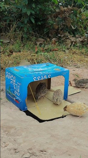 Creative Bird Trap Technique #youtubeshorts