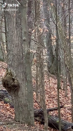 Ultimate Deer Hunting Tips for Beginners