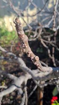 Scale insect on a fig tree