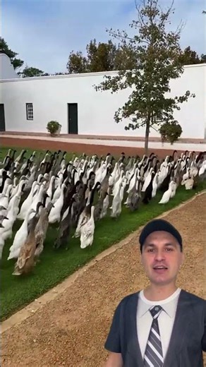 Army of Ducks