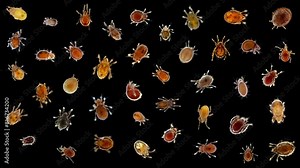 Collection of different mites(acari) Oribatida under microscope are saprosphago, scavengers, some species of predators, order Sarcoptiformes.