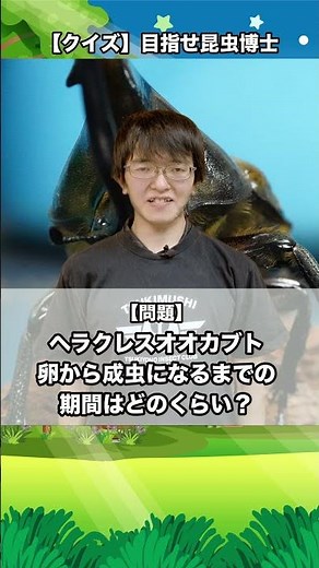 ヘラクレスオオカブト卵から成虫になるまでの期間はどのくらい？｜【クイズ】目指せ昆虫博士！#カブトムシ #クワガタ #クワカブ #昆虫 #飼育方法 #初心者