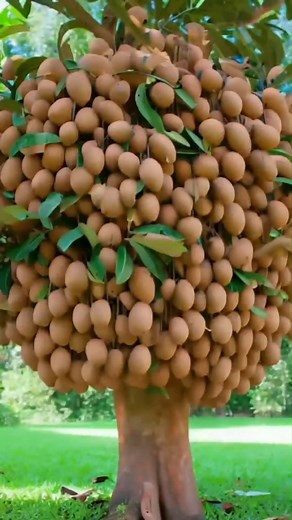 Great to Grow sapodilla with Aloe Vera Cultivation of many fruits #short #fitness #shortsreels #bhfyp #reels #shortsviral #garden #shortstory #fruitlover #shortsfeed #fruit #tree #short #fruits #grafting #shortvideo #fruitsmoothie #satisfying #shorts #nature #reelsvideo #shotsviral #shots #gardening #fruitgarden #shortsvideo #fruittrees #reelsviral #instagram #agriculture #sapodilla | Tree Garden
