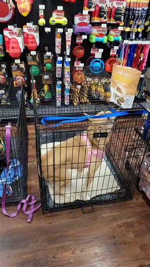 Clayton County Humane Society and SPCA on Reels