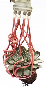 Tentacle robot can gently grasp fragile objects – Lifeboat News: The Blog