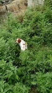 3.8M views · 10K reactions | Mama dog takes this man to meet her newborn puppies  ViralHog | MetDaan Animals | Facebook