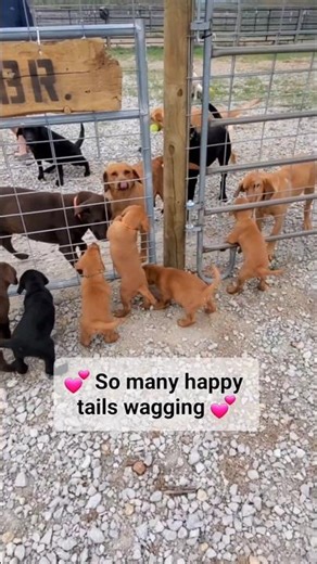 Outdoor adventures with labrador puppies! Letting all the puppies outside to play #labradorlovers