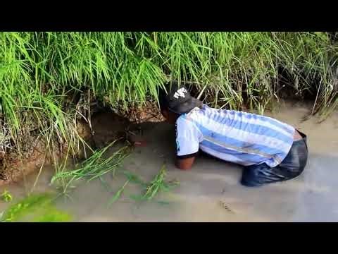 Net Fishing at pailin Province - Khmer Cast Net Fishing -Cambodia Traditional Fishing ( Part 94)